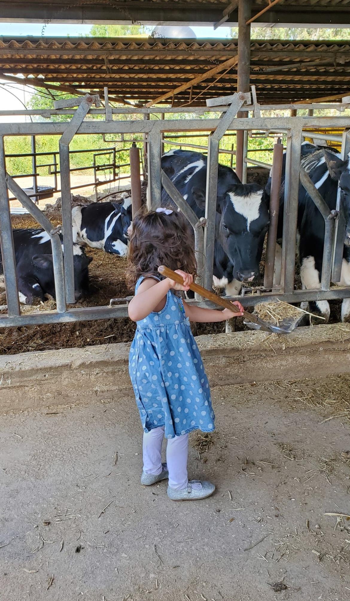 שביל פרות סוכות.JPG